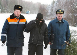 Штраф за срубленную елочку в Волгограде - 6 тысяч рублей