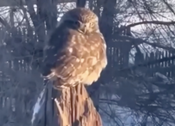 Миниатюрная сова попала на видео под Волгоградом 