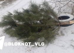 Сосну перед Новым годом выломали и бросили на аллее в Волгограде