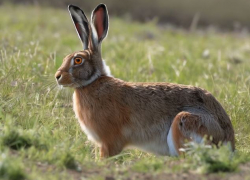 Браконьеру грозит два года тюрьмы за убийство двух зайцев под Волгоградом 