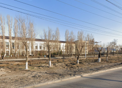 Старые деревья экстренно заменят на ёлки в центре Волгограда
