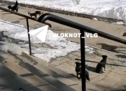 Стая собак поселилась у волгоградского техникума – видео 