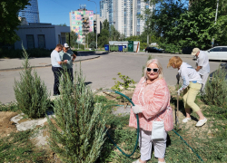 Волгоградских депутатов заставили спасти брошеные умирать без полива растения в центре