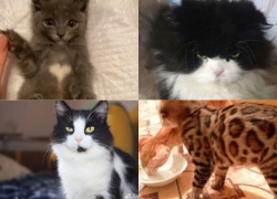 С сердечком, шотландец и ориенталы: котов с изюминкой отдадут даром в Волгограде