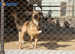Покусанная собакой девочка попала в больницу в Волгограде