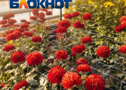 Гости из Китая и Нигерии: волгоградский Бал хризантем побил все рекорды посещаемости