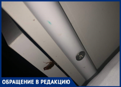 Гинекологию в больнице №5 Волгограда атаковали тараканы