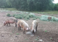 «На острове Сарпинский каннибализм свиней»: волгоградец шокирован расправой над барашком 