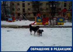 Стаи собак хватают детей за капюшоны и ранцы в центре Волгограда