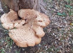 В Волгоградской области четверо детей отравились растущими на деревьях грибами