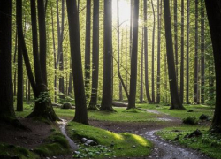 За поджигателями волгоградских лесов будут следить с помощью камер 