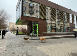 Открылся скандальный фудкорт семьи председателя гордумы Волгограда