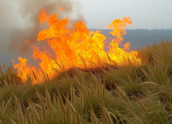 Три гигантских пожара выжгли 8 Га дотла в Волгограде