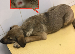 Мужчина с ножом набросился на щенка под Волгоградом