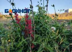 Куры против закона: суд заставил волгоградку снести курятники на двух дачах