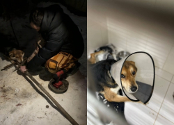  Волгоградец воткнул грабли в собаку в Новый год: пса спасают