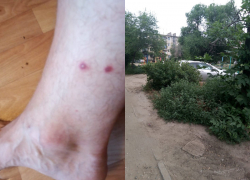 Ядовитая змея укусила волгоградца у подъезда жилого дома