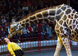 Семь метров обаяния и грации – в Волгоград приехал жираф