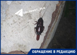 Как в фильме ужасов: ночную жизнь гигантских тараканов показали волгоградцы