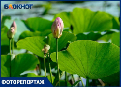 Зацветающие лотосы редкой красоты в Волгоградской области показал фотограф