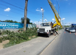 «Город как ядерный полигон»: варварская вырубка живых деревьев в Волгограде попала на видео 