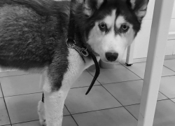 Умерла хаски-мама щенков из жуткого расселенного дома в Волгограде