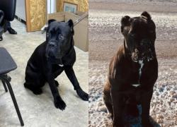 Итальянского мастифа нашли на трассе в Волгограде: «Неужели выбросили?»