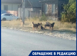 Своры бродячих собак кидаются на жителей поселка в Волгограде