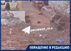 Полная антисанитария: на разгуливающих рядом с гимназией гигантских крыс пожаловались волгоградцы 