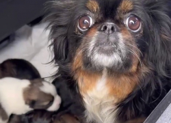 Пекинеса с щенками привезли в волгоградский приют: волонтеры в шоке от бездумного поступка