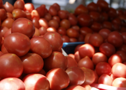 Правду об овощах из иловлинских теплиц раскрыли специалисты Роспотребнадзора