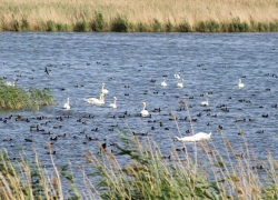 Пруды очистных сооружений КАУСТИКа подтвердили статус места обитания краснокнижных птиц