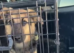 Щенок-путешественник из волгоградской электрички вернулся домой