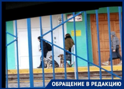 Школьники ходят в лицей №4 вместе с бродячими собаками, - волгоградцы боятся за детей
