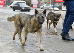 Не обращался к врачам 6 дней: под Волгоградом бешеная собака искусала хозяина