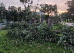 У них даже запах странный: в центре Волгограда начали массово пилить трухлявые деревья-гиганты