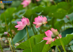 Уникальное цветение лотосов случилось в глубинке под Волгоградом