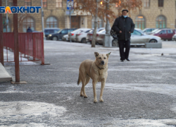 МЧС выдало предупреждение волгоградцам на ближайшие три дня