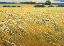 Самолет экстренно сел на поле в Волгоградской области