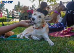 «Медлячок, чтобы ты заплакала», огненное шоу и кино: куда сходить в Волгограде 24-25 мая