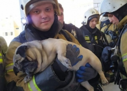 Пожар в многоэтажке: в Волгограде спасли 20 человек и одного мопса 