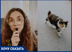 Котов с отрезанными хвостами начали находить в Волгограде