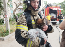 Волгоградские пожарные спасли из горящей квартиры кота и собаку