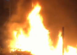 В камышах на юге Волгограда нашли обгоревший труп 