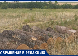 Десятки столетних дубов вырубают под Волгоградом