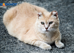 Волгоградка отсудила у мэрии 30 тысяч рублей за укус бездомного кота