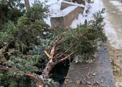 Любимой фирме мэрии Волгограда пригрозили пальчиком за варварство на Аллее героев