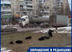 «Собаки дремлют, как и администрация»: стая животных оккупировала главный бульвар юга Волгограда