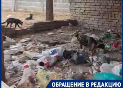 На юге Волгограда заброшенный гараж превратился в бесплатный туалет и место сбора бродячих собак