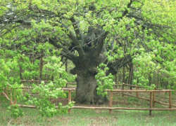 Доживший до 440 лет волгоградский дуб-великан может стать «Российским деревом года»